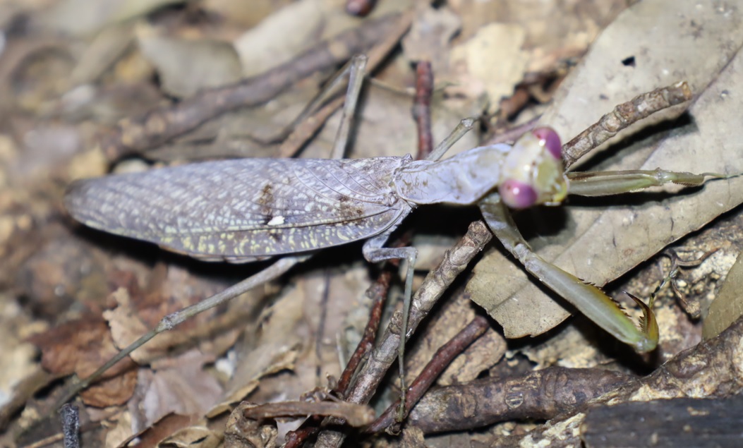 レッドアイ＆グレーボディのハラビロカマキリ （３）_クヌギ-ほったらかしの森_2023年10月3日18時50分気温22.7度